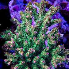 WWC Cactus Cooler Mille Acropora (Frag)