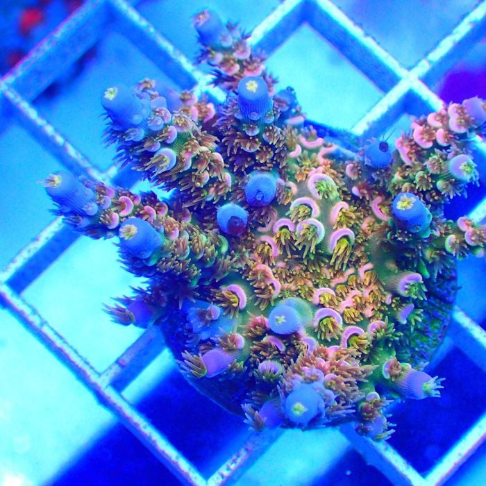 Walt Disney Acropora (Frag)