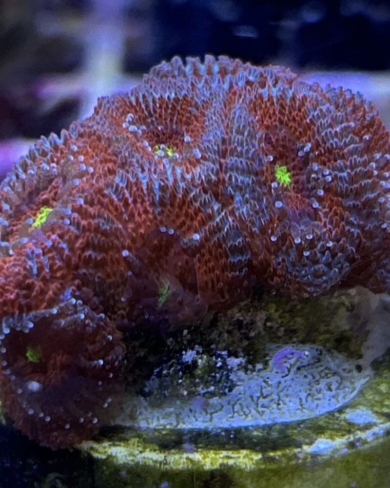 Acanthastrea-Micromussa Yellow Eyes (Frag)