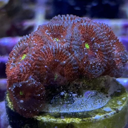 Acanthastrea-Micromussa Yellow Eyes (Frag)