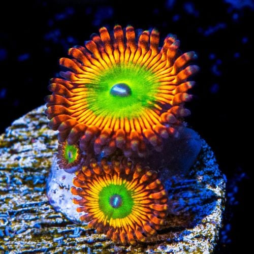Zoas Bowser (S)