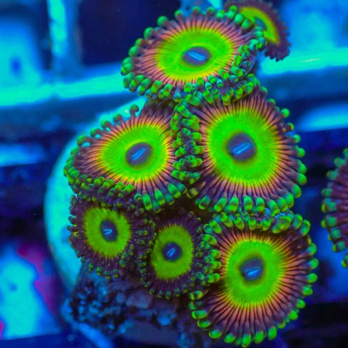 Zoas Sawz (S)