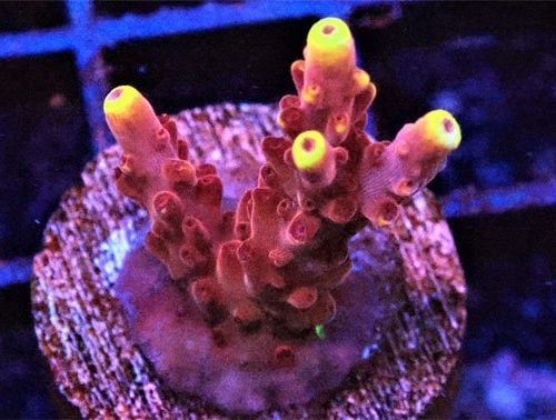 Orange Flame Acropora (Frag)