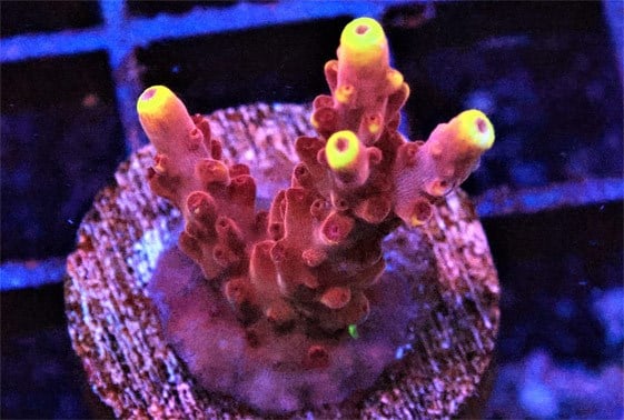 Orange Flame Acropora (Frag)