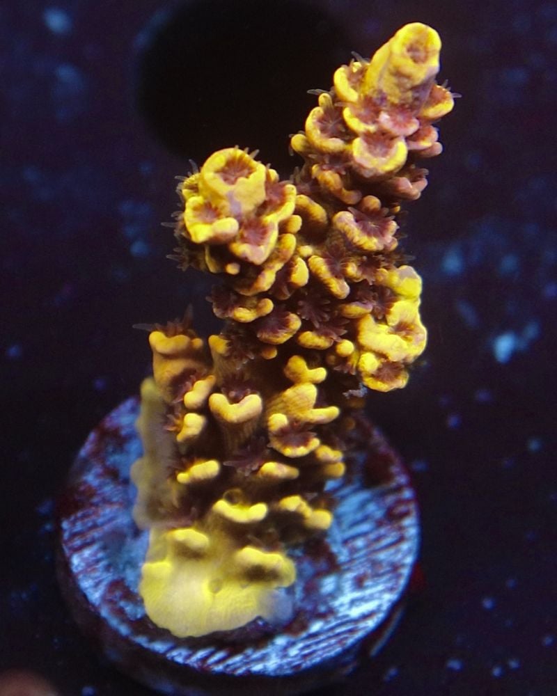 Honey Pot Acropora -Acropora Bifaria Tennui (Frag)