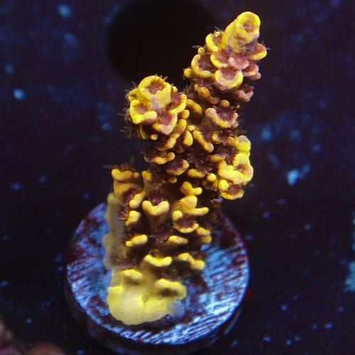 Honey Pot Acropora -Acropora Bifaria Tennui (Frag)