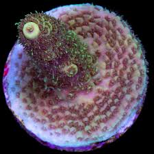 Sunshine Millepora Acropora (Frag)