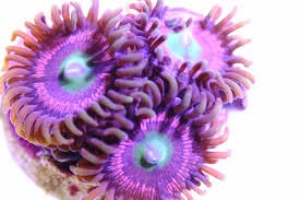 DC Victoria Secret Zoas (Frag)