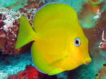 Acanthurus Coeruleus – Blue Caribbean Tang (Juv)