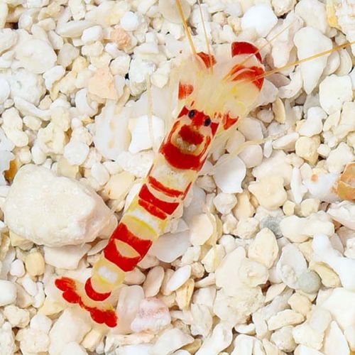 Alpheus Randalli-Red Banded Snapping Shrimp