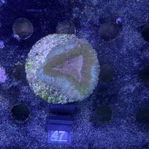 Lobophyllia sp. (No. 47)
