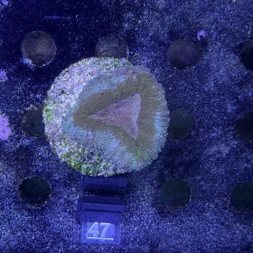 Lobophyllia sp. (No. 47)