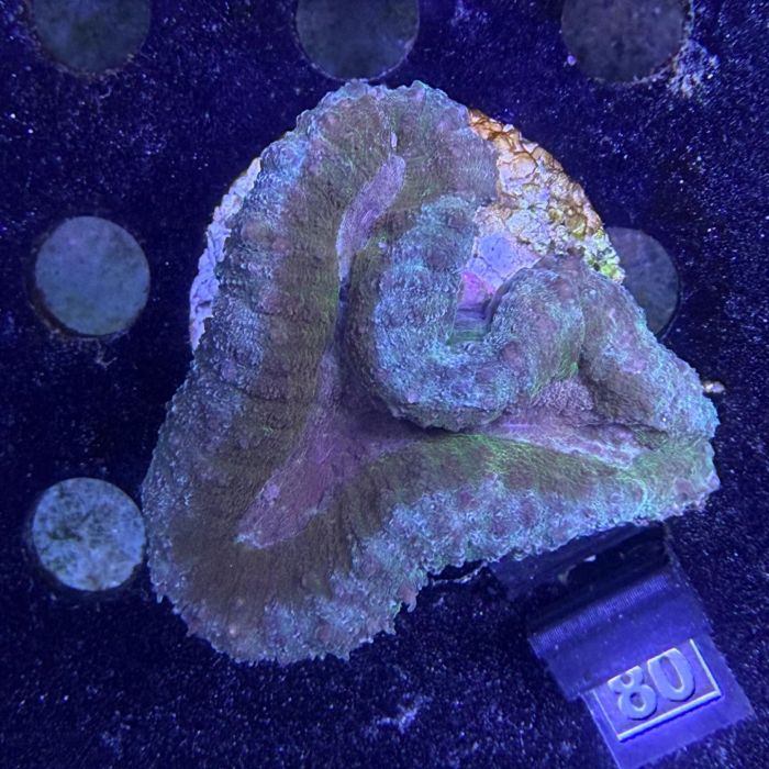 Lobophyllia sp. (No. 80)