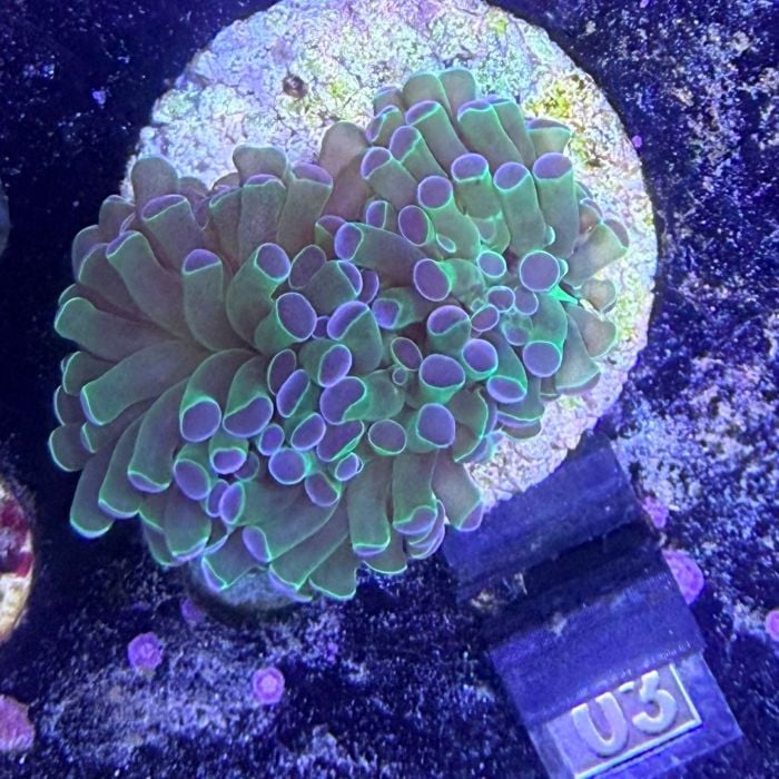 Euphyllia sp. (No. 3)