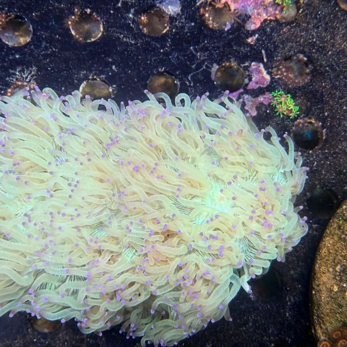 Catalaphyllia Jardinei (L)