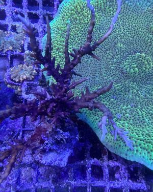 Acropora (L) WYSIWYG