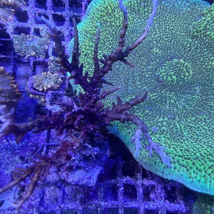 Acropora (L) WYSIWYG