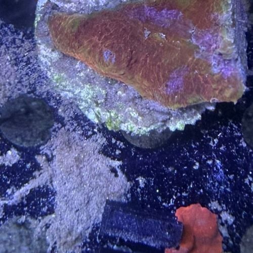 Chalice Red Orange (No. 60)