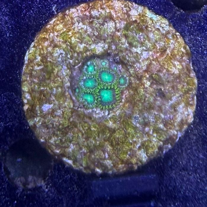 Neon Green Zoas (No. 5)