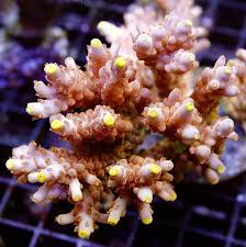 Acropora Gold Rush (Frag)