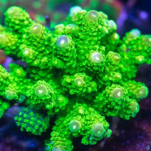 Acropora Humilis (Frag)