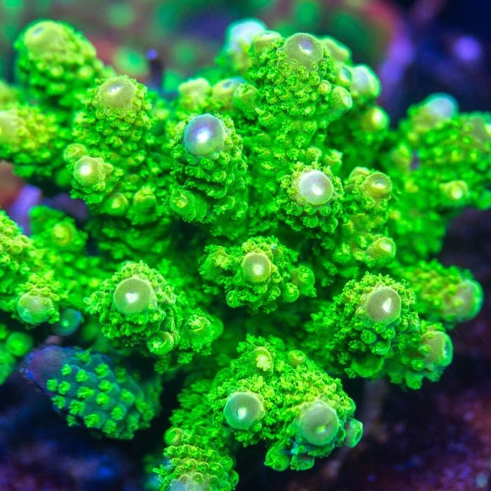Acropora Humilis (Frag)