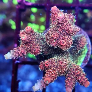 Acropora Millepora Pink Rainbow (Frag)