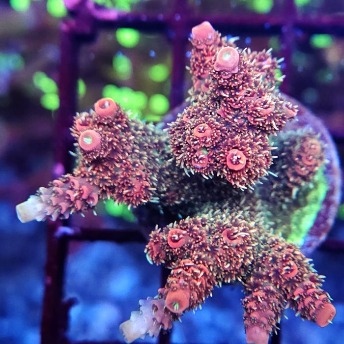 Acropora Millepora Pink Rainbow (Frag)
