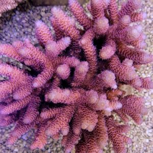Acropora Millepora Pink-Red (Frag)