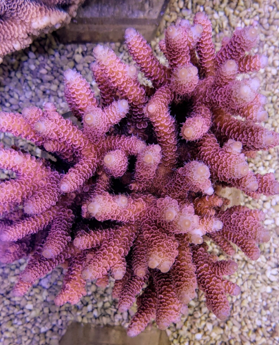 Acropora Millepora Pink-Red (Frag)