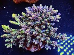 Acropora Tenuis Rainbow (Frag)