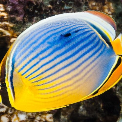 Chaetodon Trifasciatus (S)