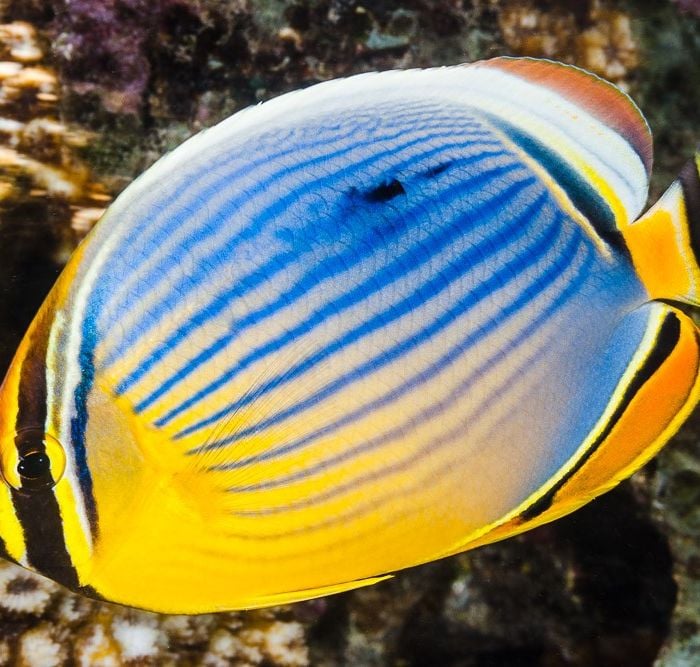 Chaetodon Trifasciatus (S)