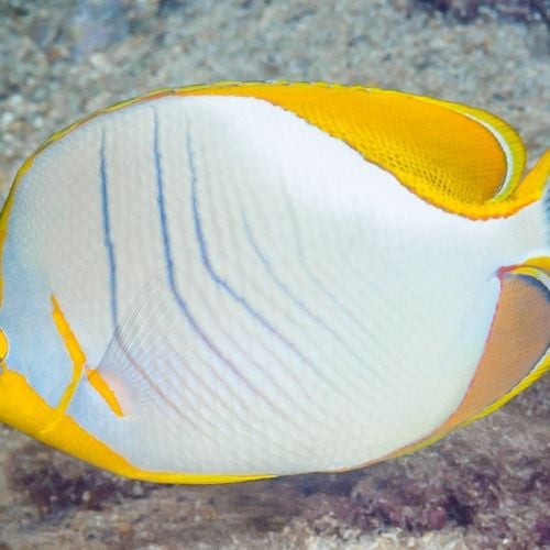 Chaetodon Xanthocephalus (M)