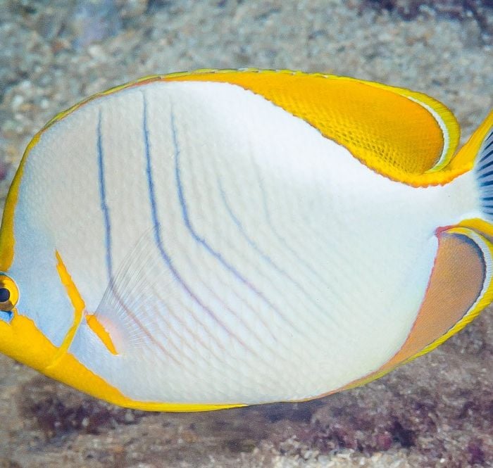 Chaetodon Xanthocephalus (M)