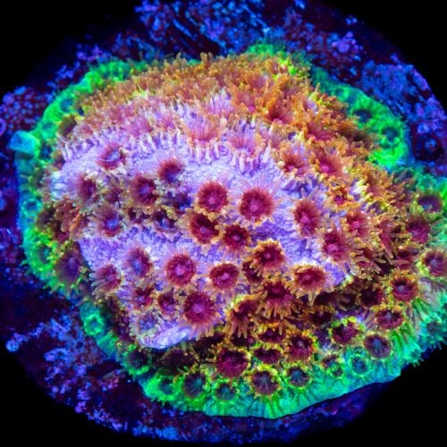 Skittles Bomb Cyphastrea (Frag)