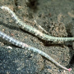 Corythoicthys Intestinalis (M)