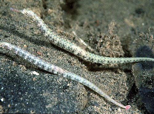 Corythoicthys Intestinalis (M)