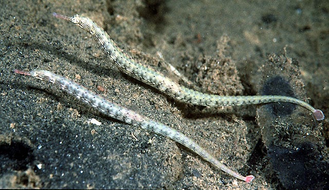 Corythoicthys Intestinalis (M)