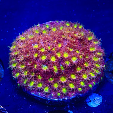 Cyphastrea Bling Bling (Frag)