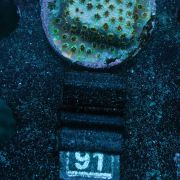 Skittles Bomb Cyphastrea (Frag)