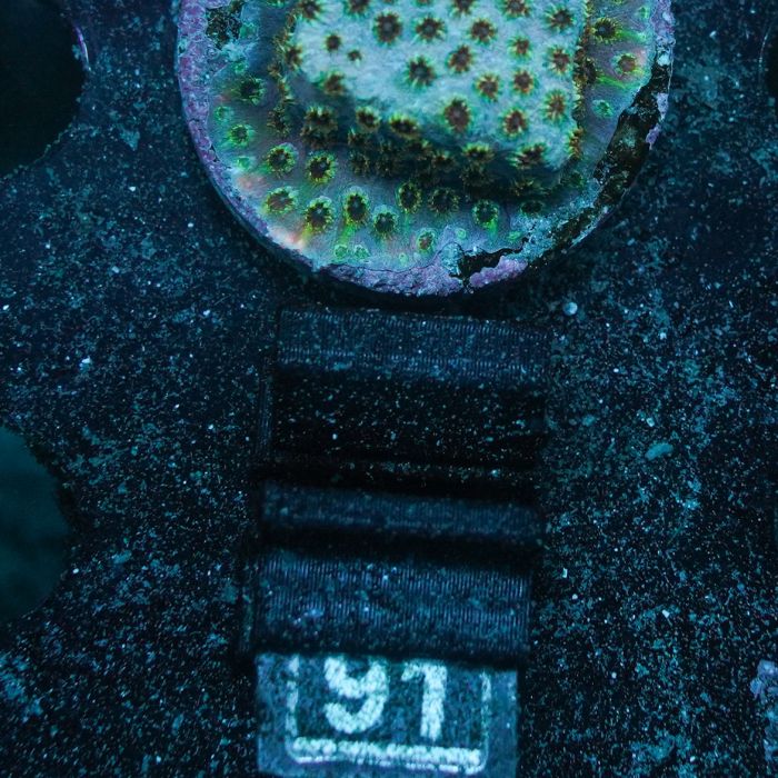 Skittles Bomb Cyphastrea (Frag)