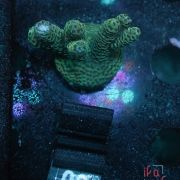 Acropora Millepora Hulk (Frag)