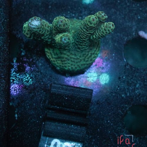 Acropora Millepora Hulk (Frag)