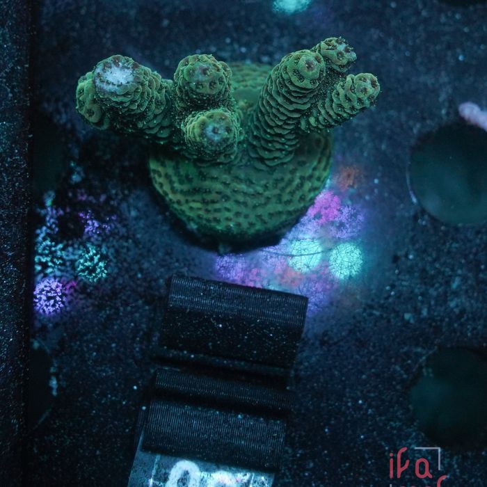 Acropora Millepora Hulk (Frag)