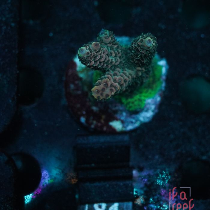 Acropora Millepora Pink Rainbow (Frag)