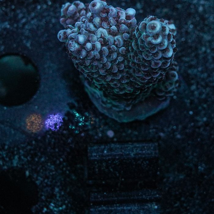 RM Night Sky Bonsai Acropora (Frag)