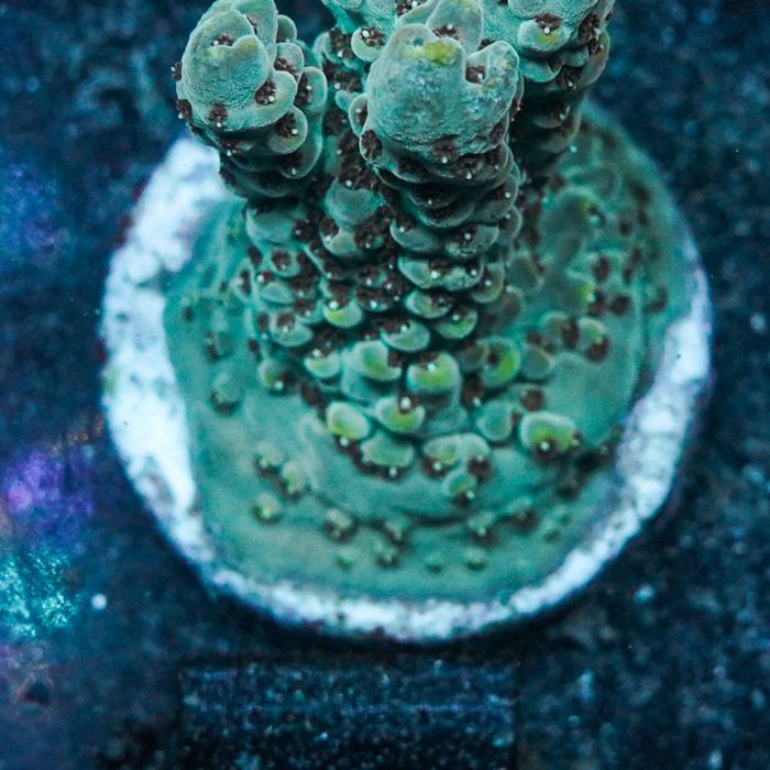 Acropora Gold Rush (Frag)