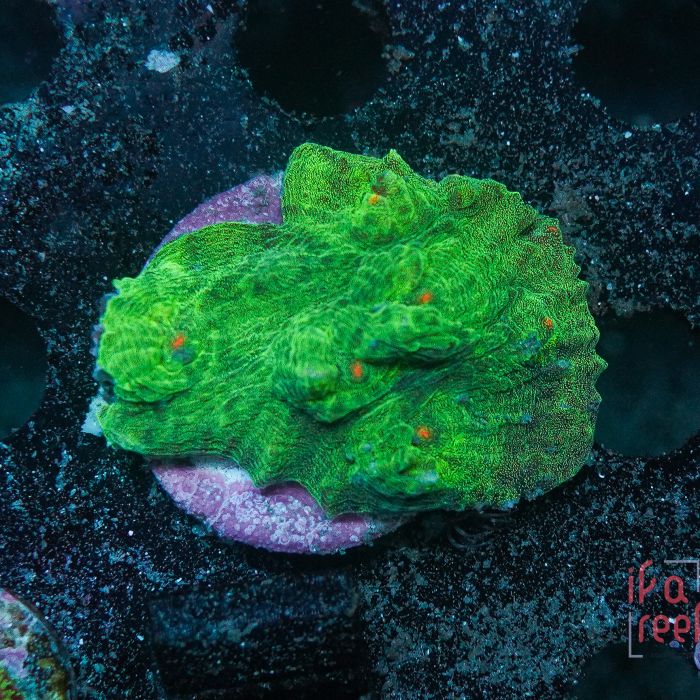 Chalice Toxic Green (Frag)