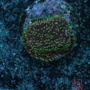 Pavona Cactus Freak Hair (Frag)